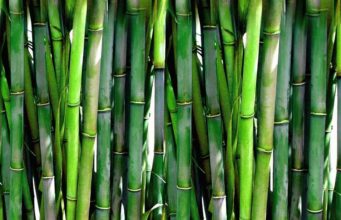 bambus parkett