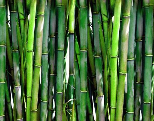 bambus parkett