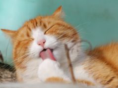 Für die Katze nur das Beste - bei Verdauungsstörungen auf die richtige Fütterung achten