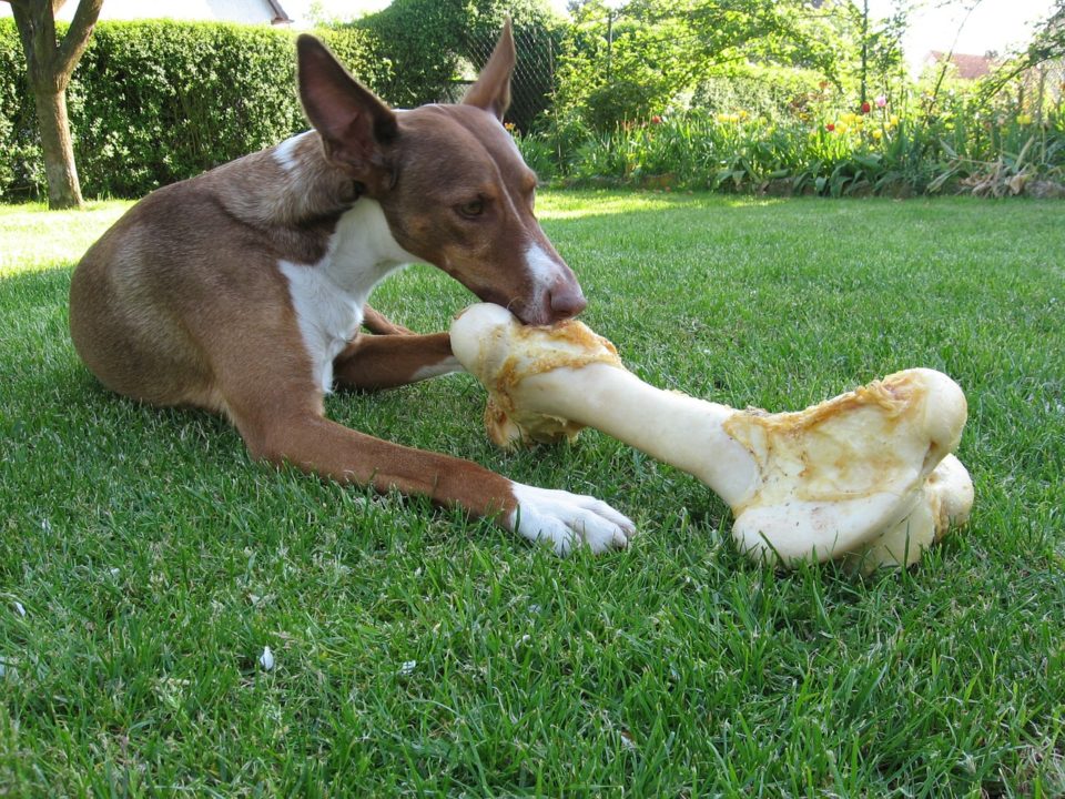 Wie füttere ich meinen Hund am besten?