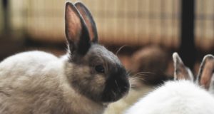 Kaninchen als Haustier für Kinder?