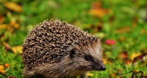 Igel im Herbst schützen
