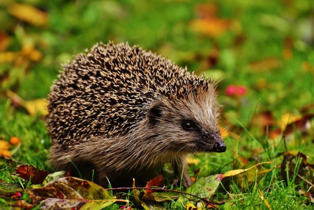 Igel im Herbst schützen